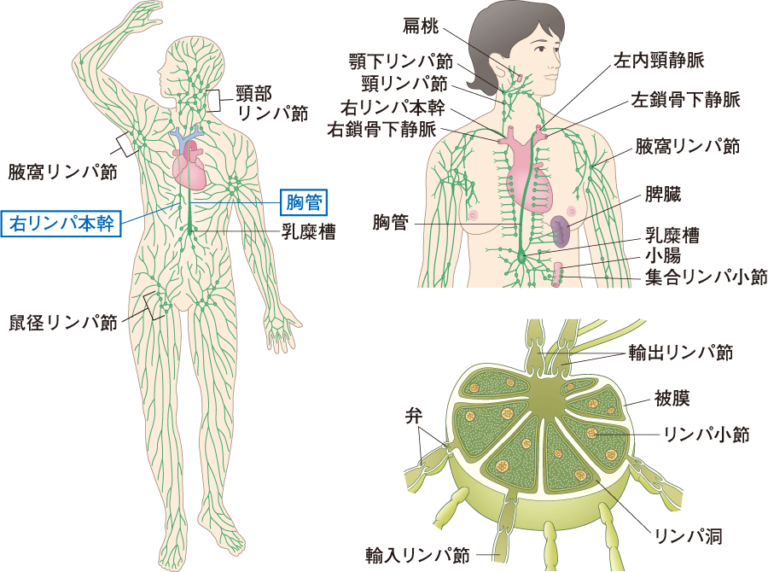 リンパについて | 東京・新宿区の整体スクール クラウド整体師養成スクール東京